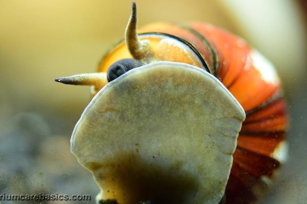 Japanese Trapdoor Snail / Viviparus malleattus 22