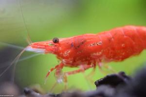 Red Cherry Shrimp Thumbnail