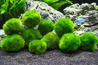 Marimo Thumbnail