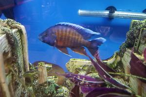 Peacock Cichlid Thumbnail