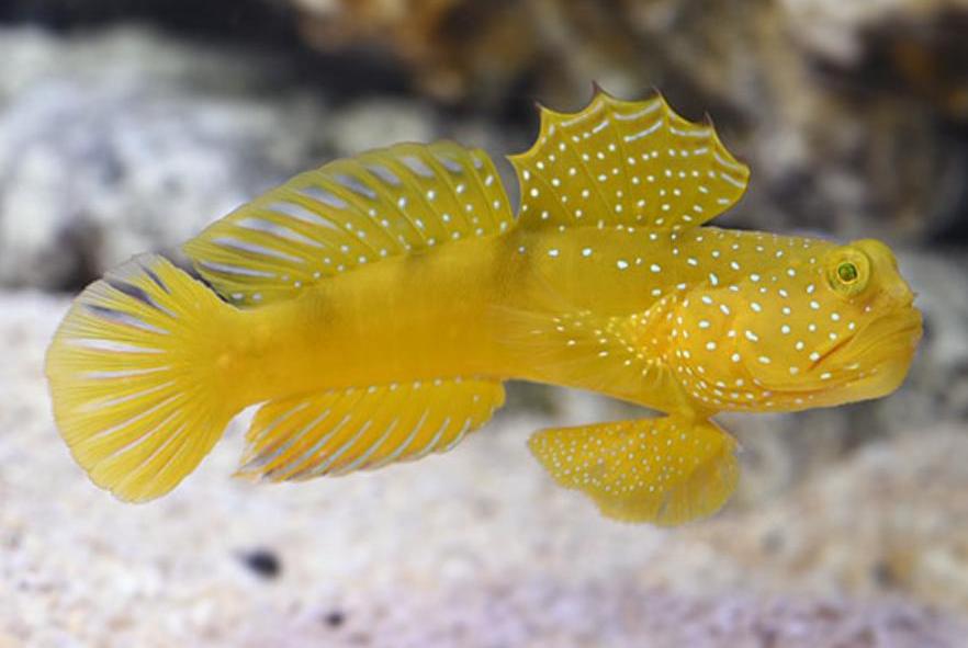 Yellow Watchman Goby