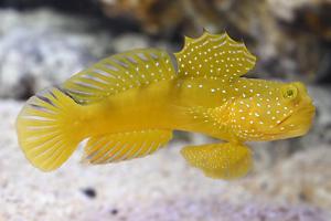 Yellow Watchman Goby