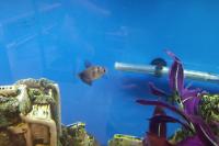 Black Skirt Tetra Thumbnail