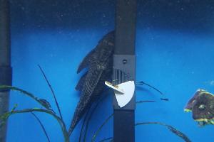 Sailfin Pleco Thumbnail