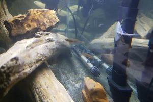 Zebra Danio Thumbnail