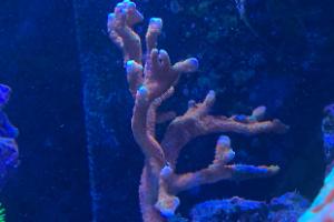 Montipora digitata Thumbnail