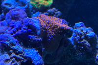 Superman Montipora Thumbnail