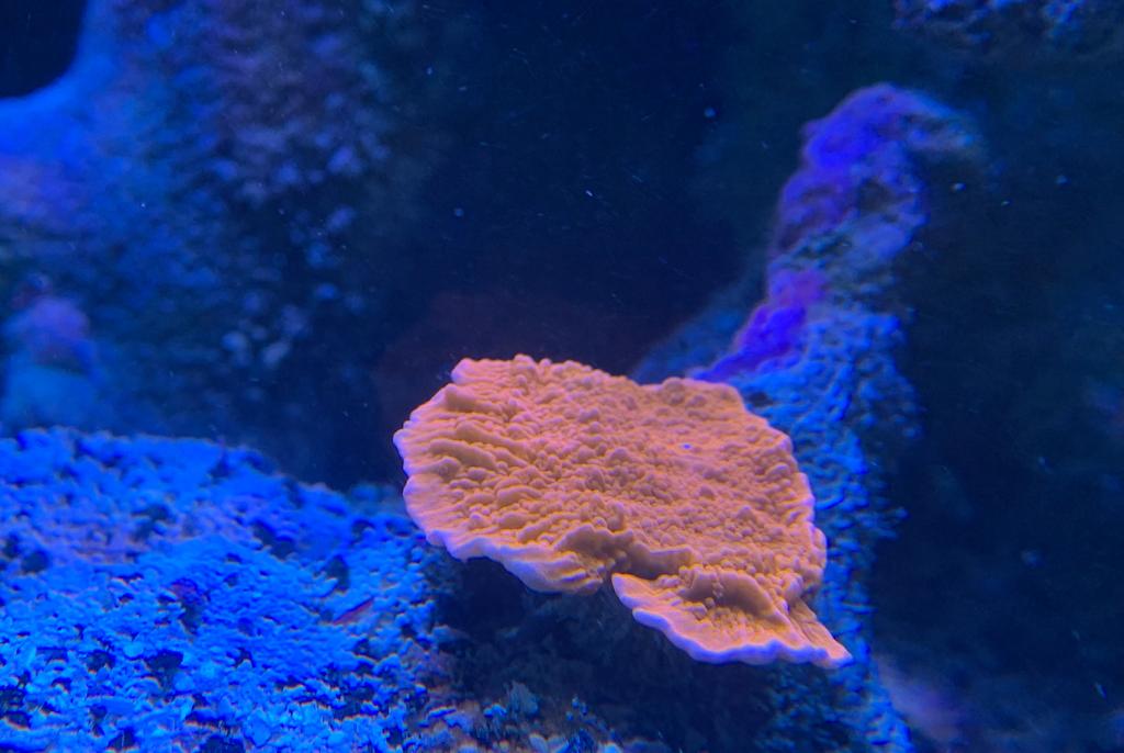 Pink Montipora