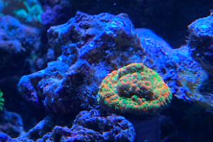 Sunset montipora