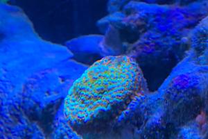 Rainbow Montipora