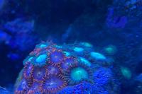 Misc Zoanthid Thumbnail