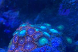 Misc zoanthid