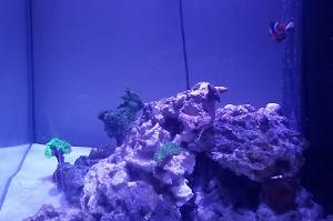 50g Reef Tank Thumbnail