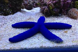 Linckia Sea Star Thumbnail