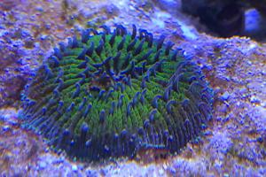 Short Tentacle Plate Coral Thumbnail