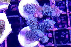 Acropora tenuis Thumbnail