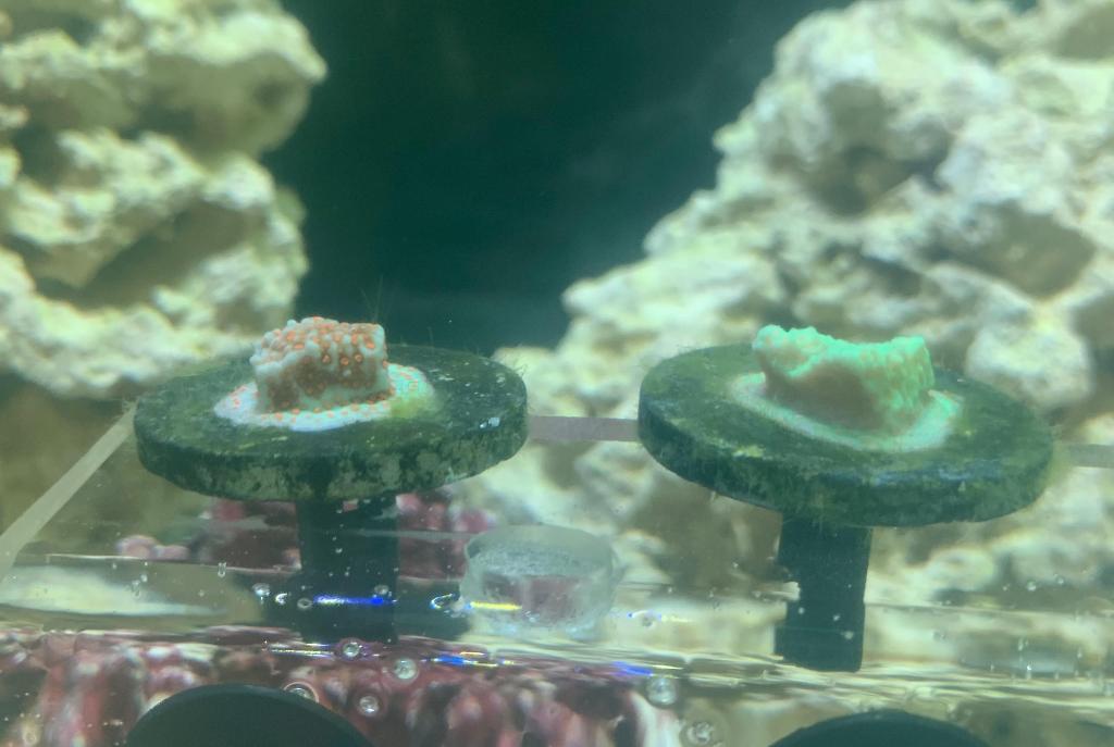 Xmas Montipora