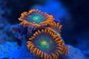 Spitfire Zoa