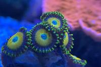 Scrammbled Egg Zoas Thumbnail