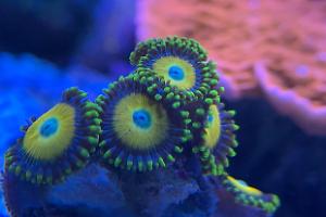 Scrammbled Egg Zoas