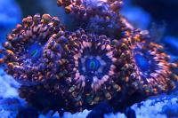 Utter Chaos Zoa