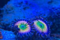 Rainbow Infusion Zoa Thumbnail