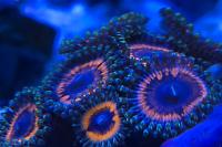 Armageddon Zoa Thumbnail