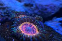 Cc Bloodsuckers Zoa Thumbnail