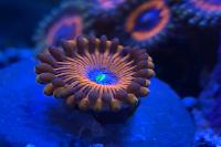 Crazy Lady Zoa Thumbnail