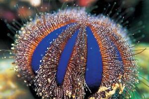 Blue tuxedo urchin Thumbnail