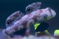 Twinspot Goby Thumbnail