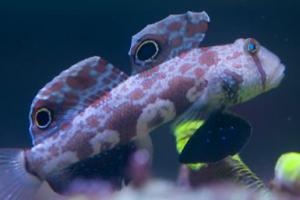 Two Spot Goby Thumbnail