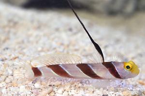 Barber pole goby Thumbnail