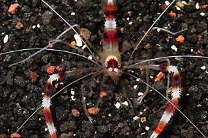 Coral banded shrimp Thumbnail