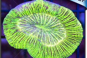 Austrailian bright yellowopen brain coral Thumbnail