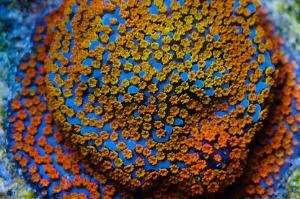 Rainbow montipora Thumbnail