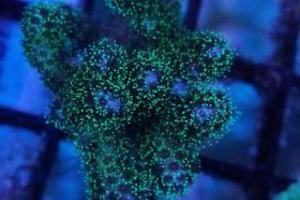 Green Pocillopora Damicornis Thumbnail