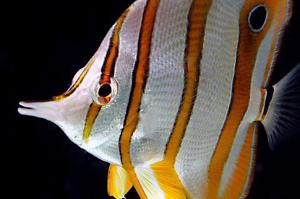 Copper bandbutterfly fish Thumbnail