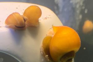 Gold Mystery Snails Thumbnail