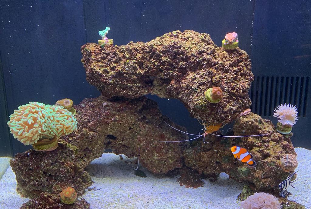 Biocube 32gal on Jul 16, 2019