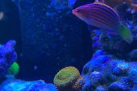 Six Line Wrasse Thumbnail