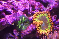 Rock Flower Anemone Thumbnail