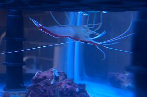 Cleaner Shrimp Thumbnail