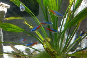 Neon Tetra Thumbnail