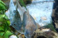 Emerald Green Cory Cat Thumbnail