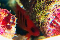 Flame Angelfish Thumbnail