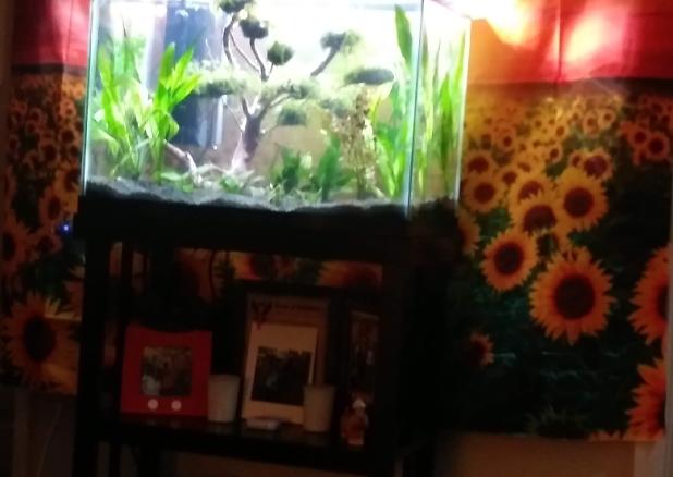 my living 20 gallon  on July 21, 2019