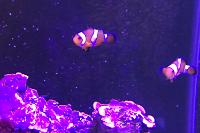 Ocellaris Clownfish Thumbnail