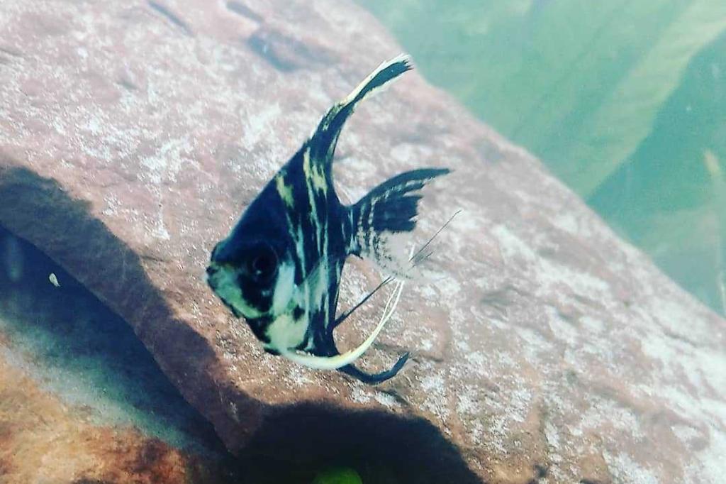 Marble Veil Angel / Pterophyllum sp var Marble Veil 24