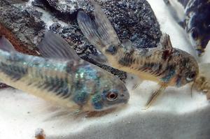 Peppered Corydoras Thumbnail